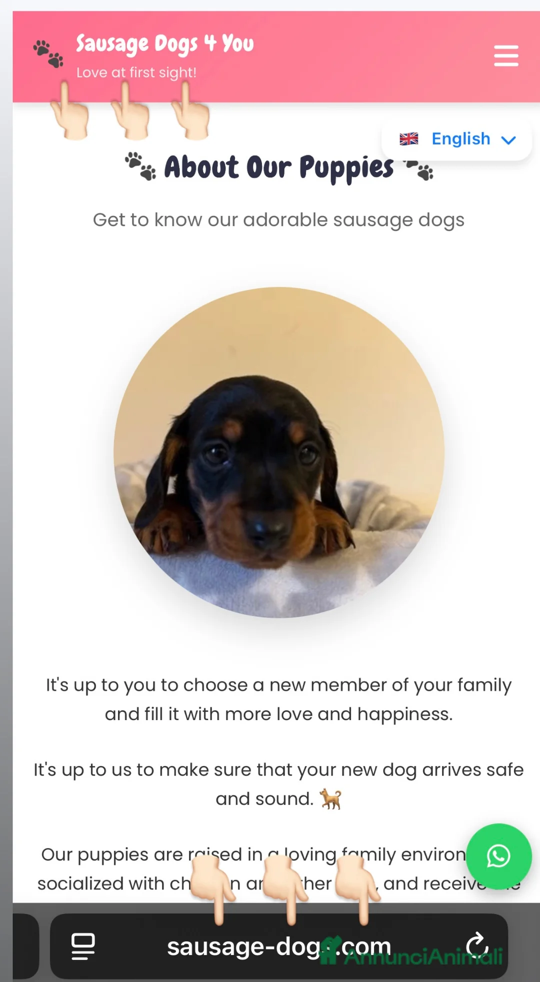 Bassotto cani in vendita: Bassotti Nani  - Annuncio 12