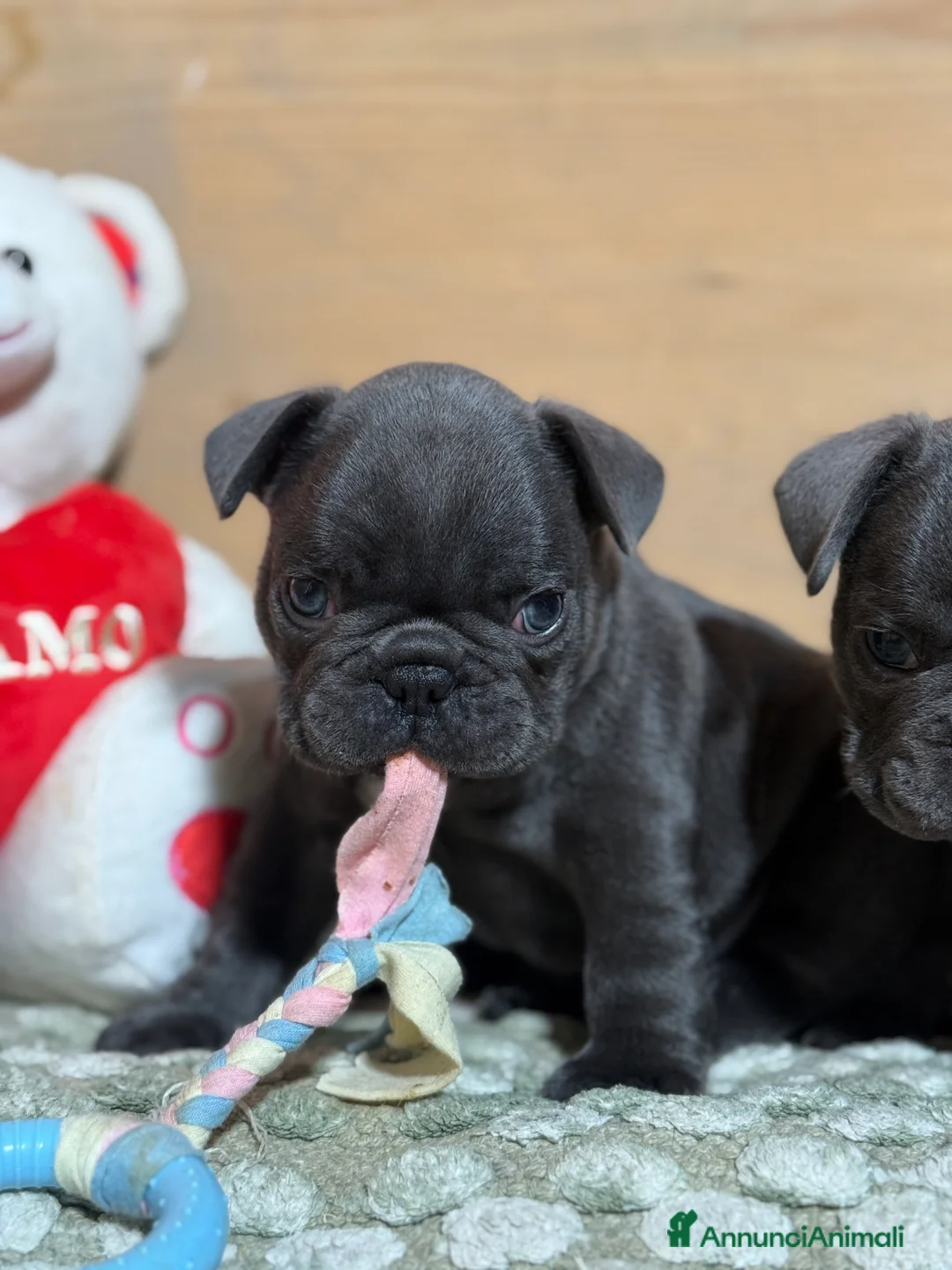 Bulldog Francese cani in vendita: Cuccioli di Bulldog Francese - Annuncio 7