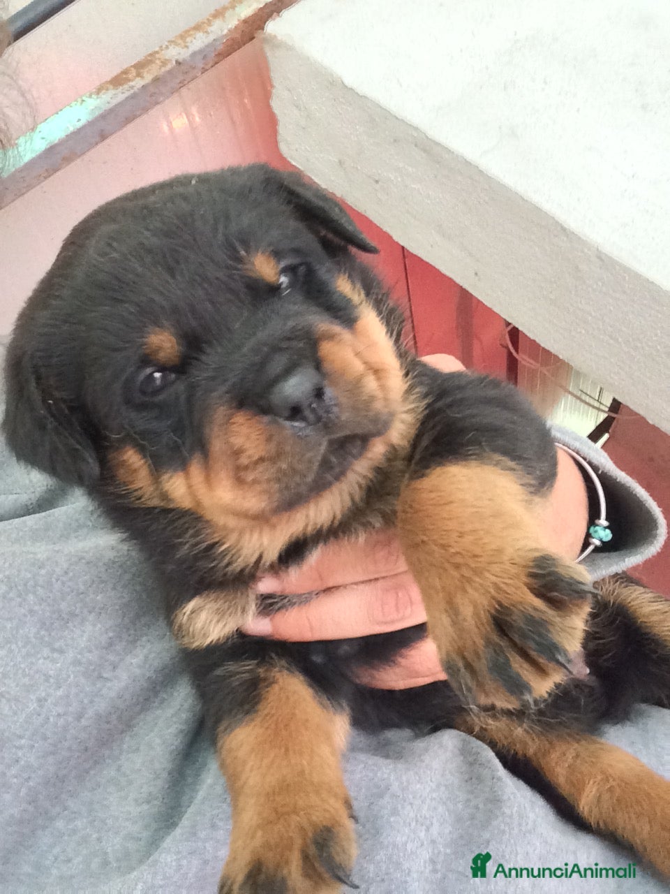 Rottweiler cani Ultime due cucciole disponibili in Allevamento - Annuncio 1