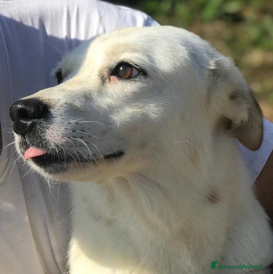 Meticcio cani in regalo: Lisa dolcissima mix jack- bassotto a Provincia di Latina - Annuncio 8