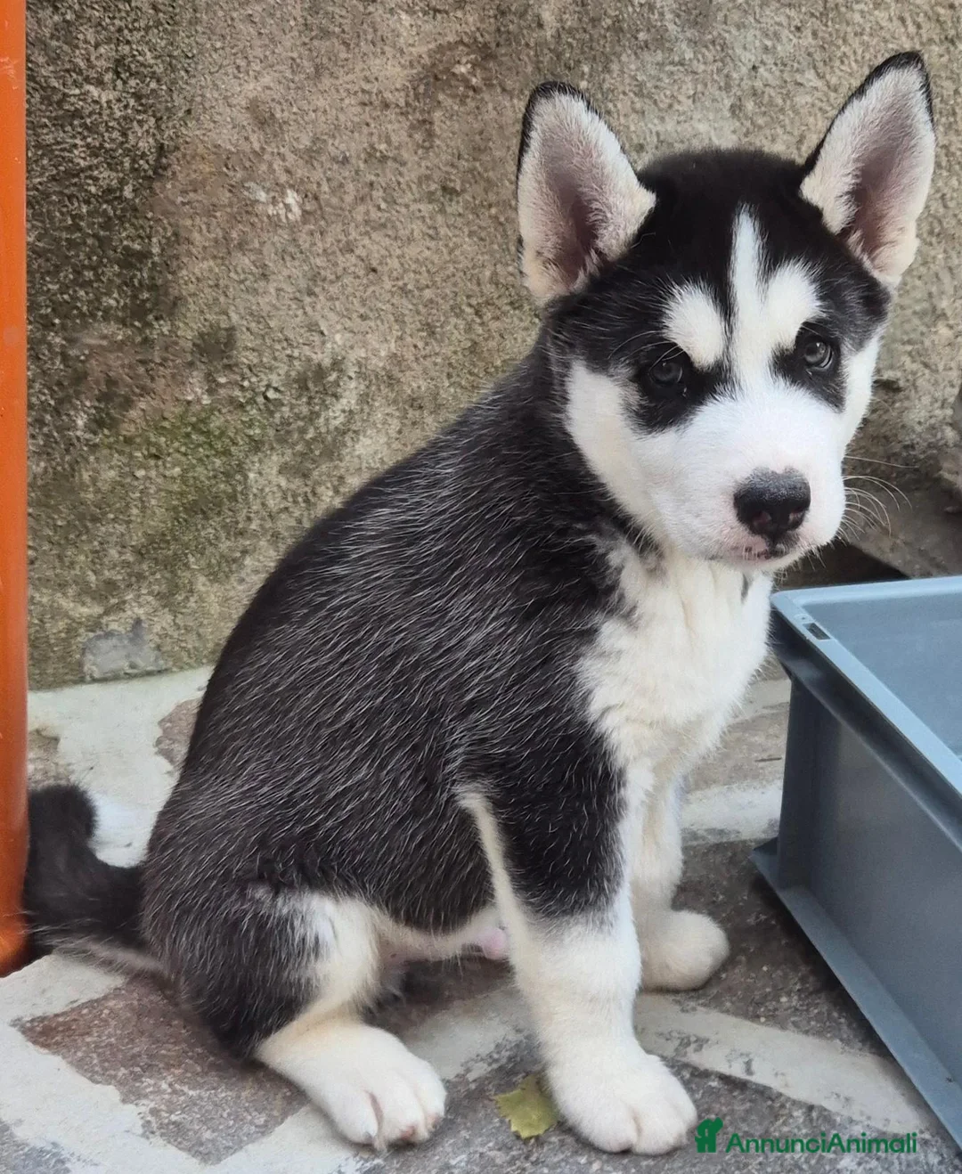 Husky cani in vendita: Cuccioli di siberian husky  - Annuncio 2