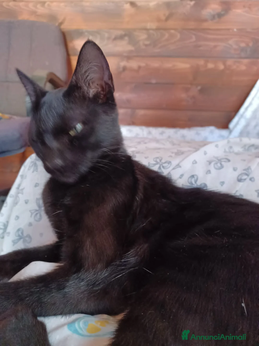 Europeo gatti in regalo: Gattini neri maschi e femmine - Annuncio 4