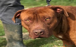 Altre razze cani in regalo: EVANDER, sguardo malinconico  a Provincia di Latina - Immagine 4