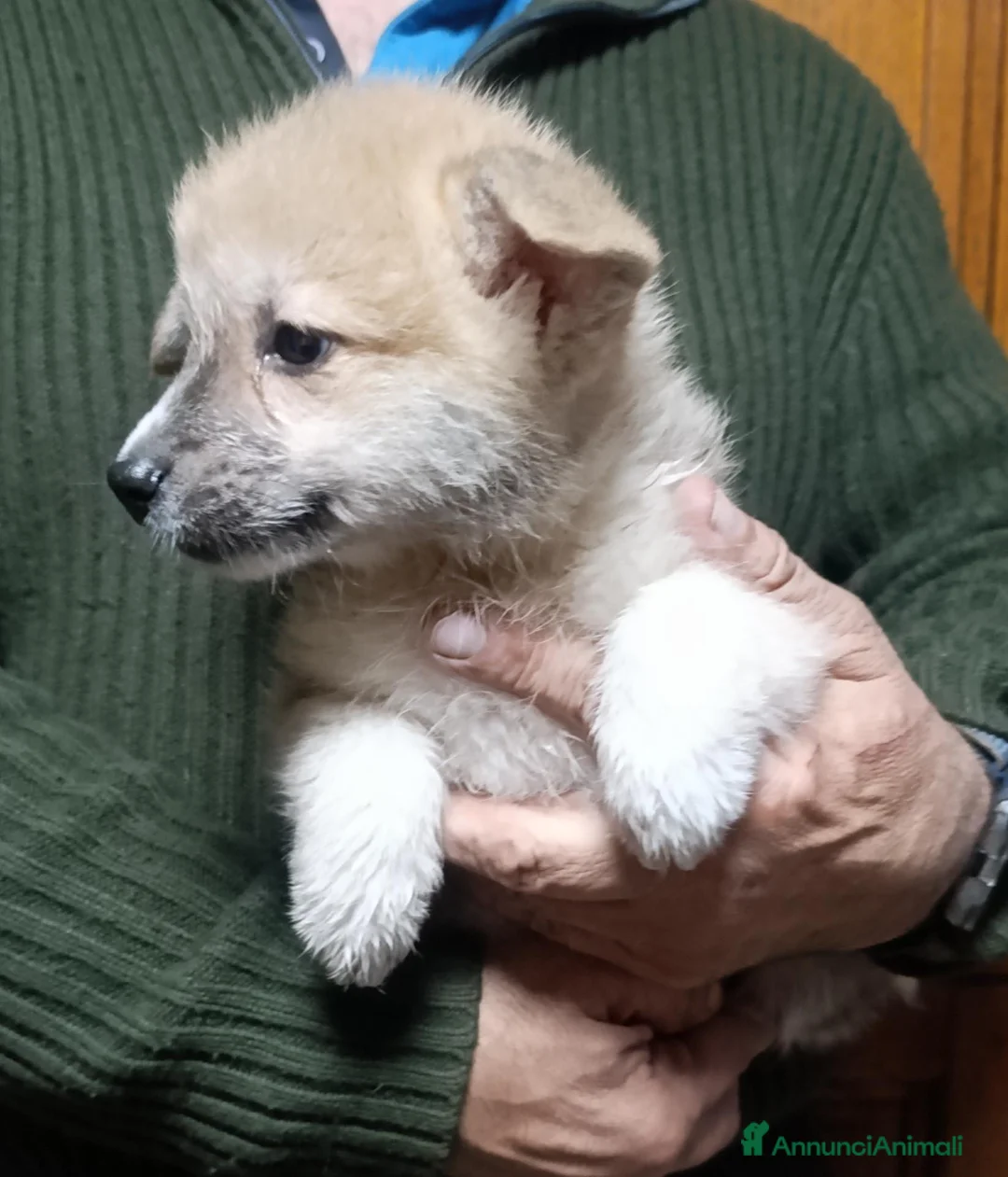 Corgi Pembroke cani in vendita: Welsh Corgi Péembroke a Province of Pavia - Annuncio 7