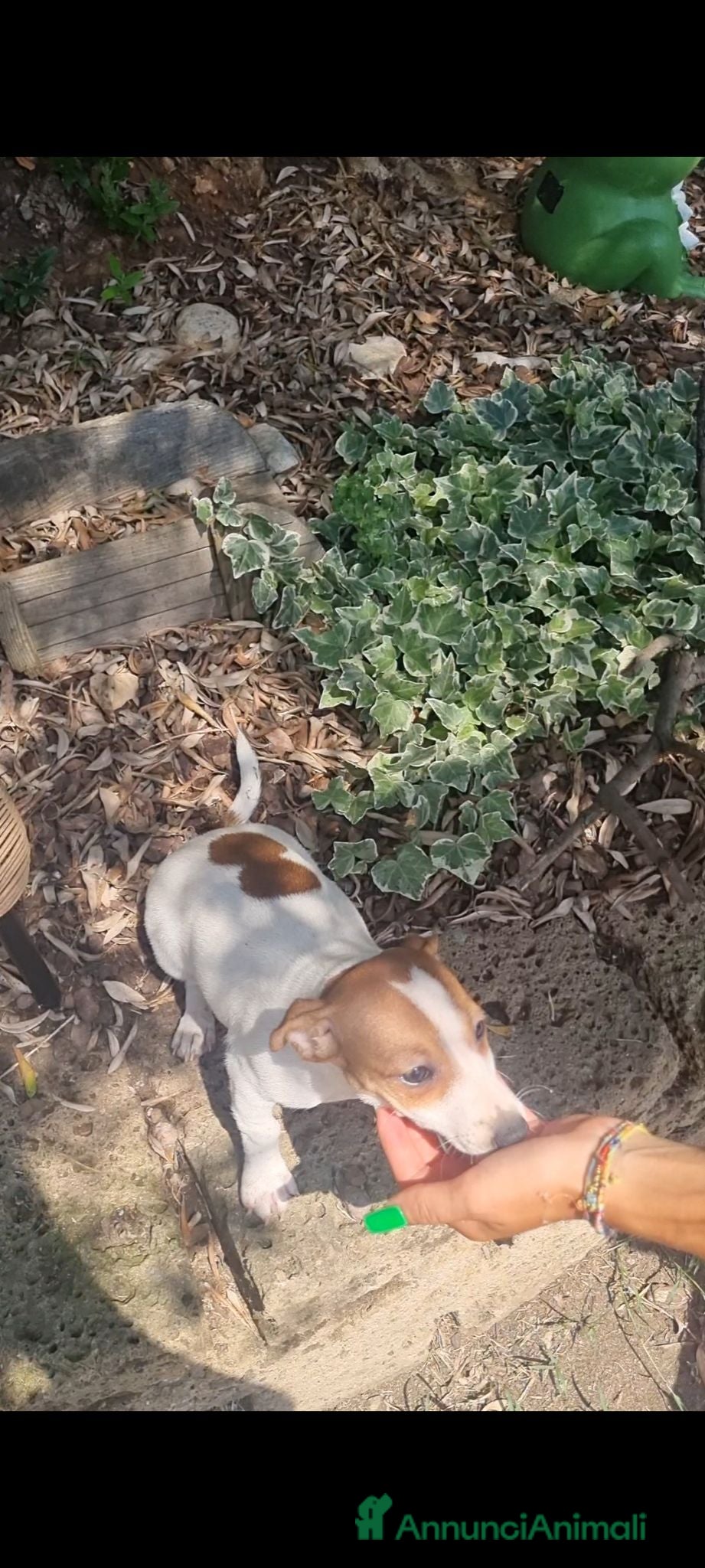 Jack Russell cani Cucciola di Jack russel  - Annuncio 4