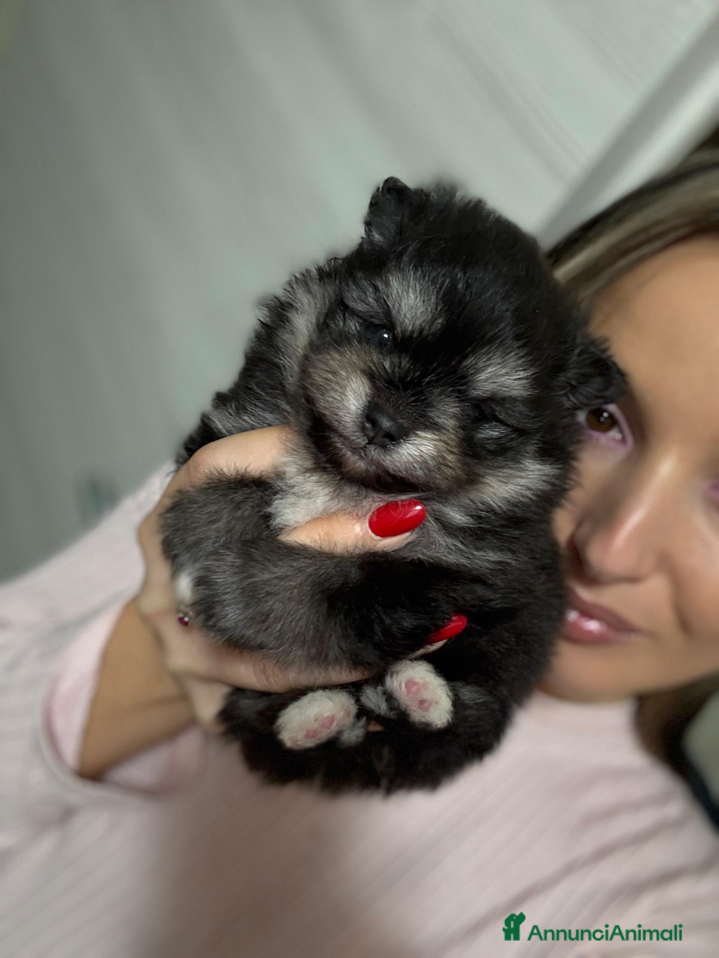 Volpino Pomerania cani in vendita: Volpino pomerania - Annuncio 2