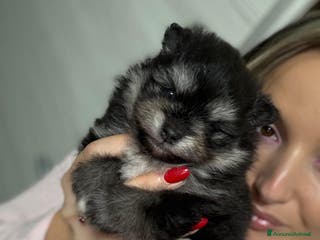 Volpino Pomerania cani in vendita: Volpino pomerania - Annuncio 2