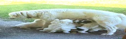Meticcio cani in vendita: 🐶 Cucciolo maschio bianco con macchie nere - Annuncio 3