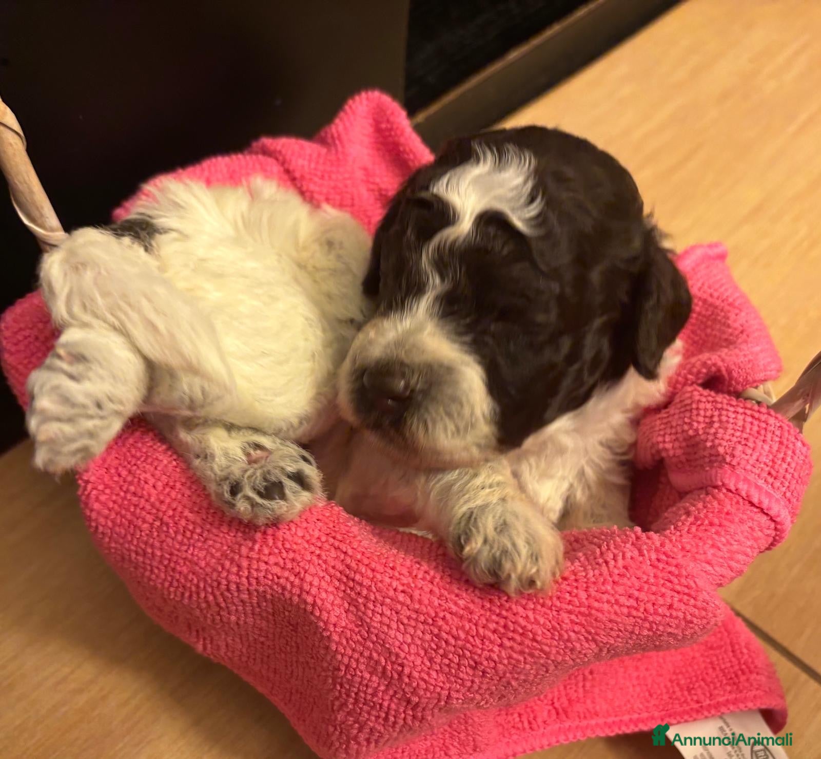 Lagotto cani Cuccioli Lagotto Romagnolo  - Annuncio 3