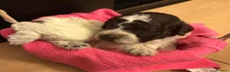 Lagotto cani in vendita: Cuccioli Lagotto Romagnolo  a Provincia di Perugia - Annuncio 1