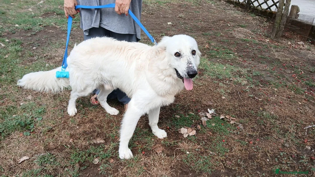 Meticcio cani in regalo: PROSPERO PIU' DI TUTTI MERITA IL TUO AMORE - Annuncio 4