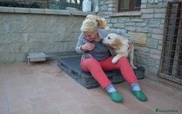 Labrador cani in vendita: Cuccioli Labrador disponibili a Modena | Cucciolo - Immagine 10