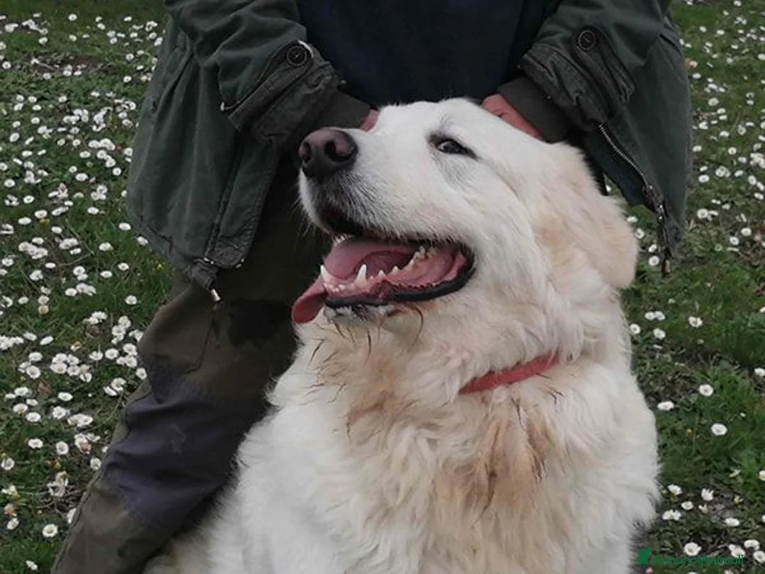 Meticcio cani in regalo: IL BELLISSIMO BYRON CERCA LA SUA FAMIGLIA - Annuncio 4