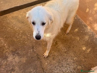 Meticcio cani Emma - Annuncio 1