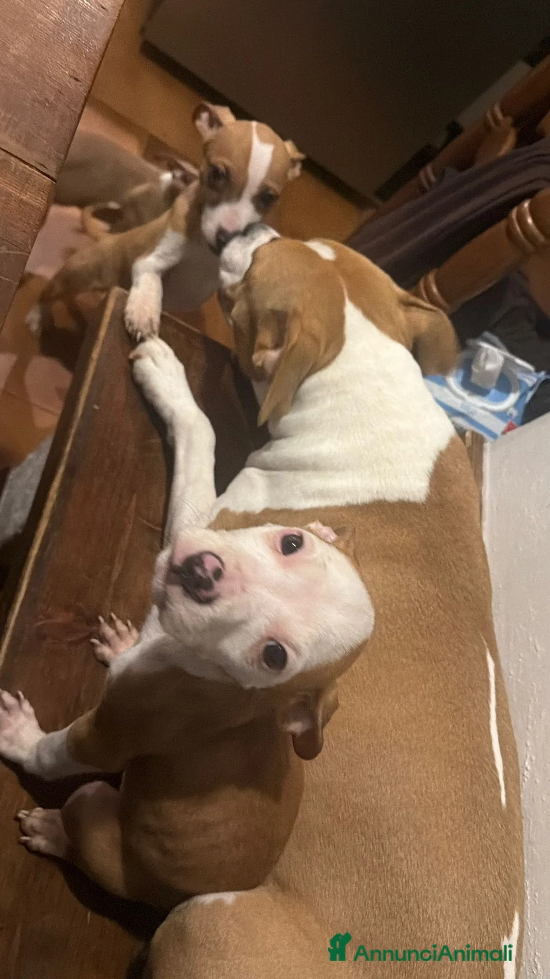 Altre razze cani in regalo: cuccioli di Amstaff a Provincia di Vicenza - Annuncio 5