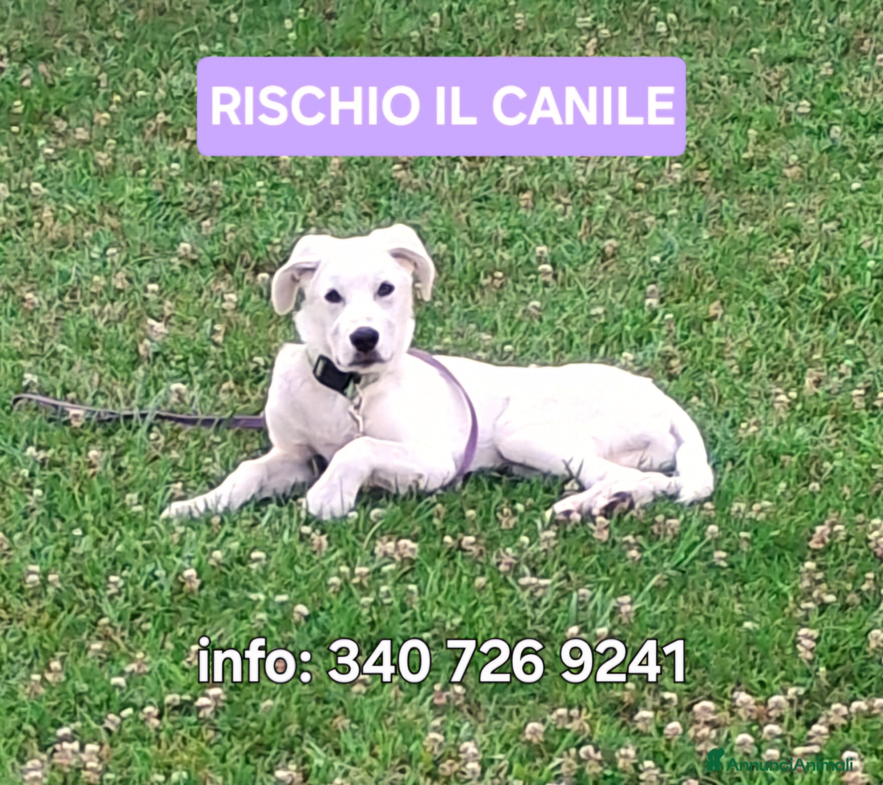 Meticcio cani YOSHI 💙 il suo stallo è finito.🙏🏻 - Annuncio 23