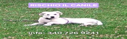 Meticcio cani in regalo: YOSHI 💙 il suo stallo è finito.🙏🏻 a Provincia di Brescia - Annuncio 1