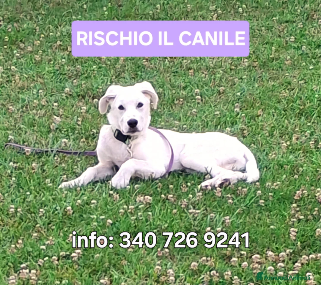 Meticcio cani in regalo: YOSHI 💙 il suo stallo è finito.🙏🏻 a Provincia di Brescia - Annuncio 1