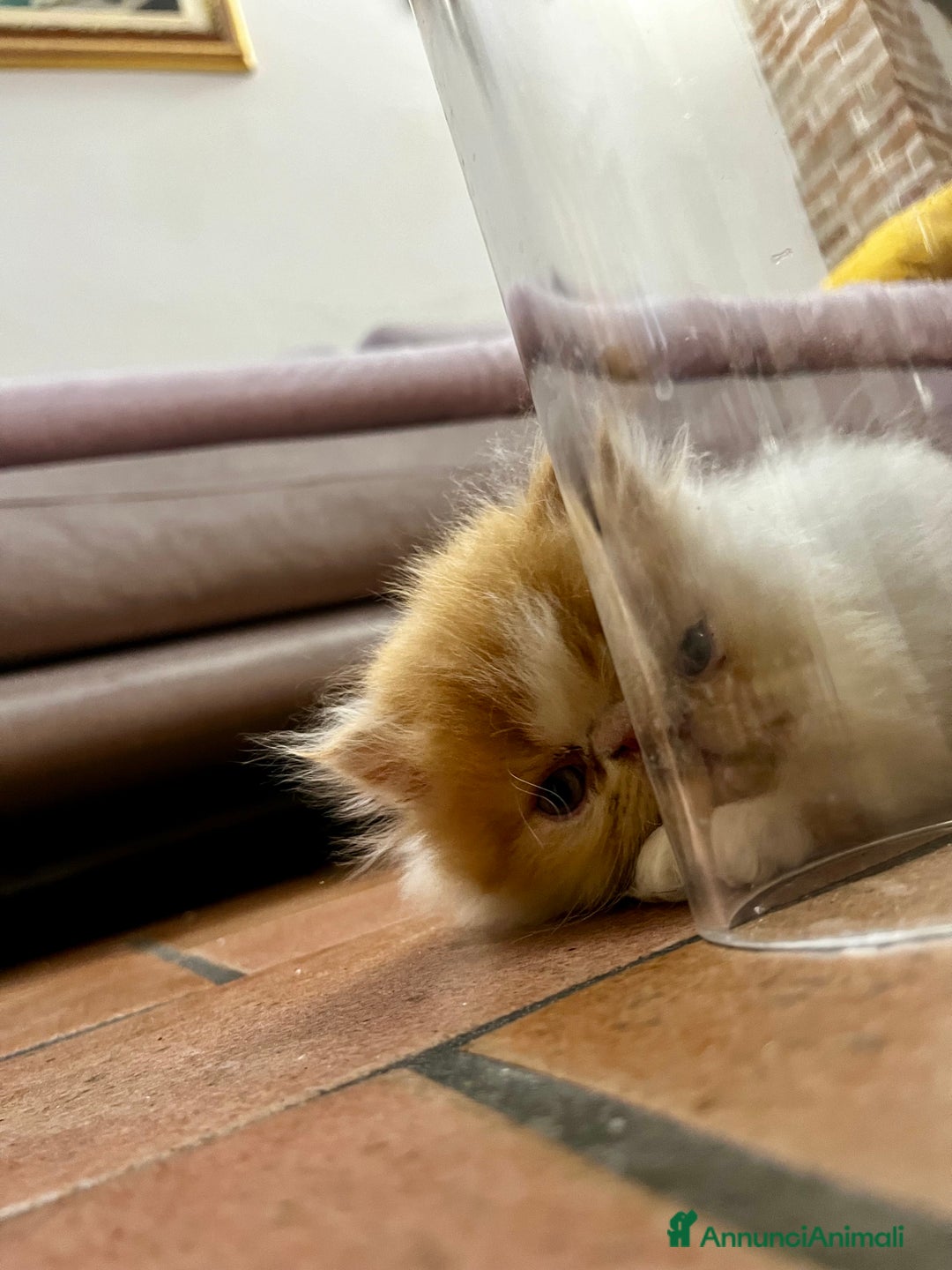 Persiano gatti in vendita: Gattino persiano ipertipico  - Annuncio 8