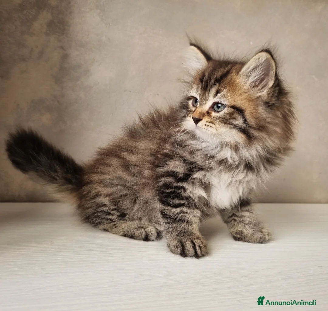 Siberiano gatti in vendita: Disponibile Cucciolo di Gatto Siberiano a Città metropolitana di Milano - Annuncio 5