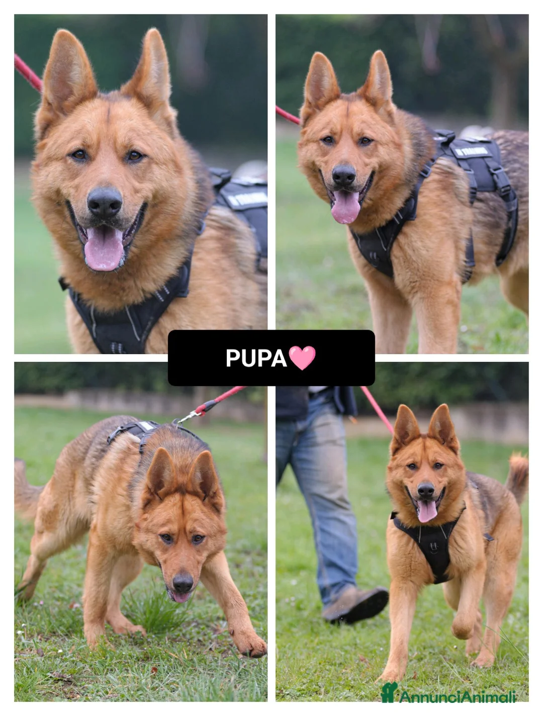 Altre razze cani in regalo: pupa  - Annuncio 1