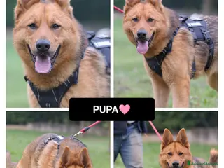 Altre razze cani pupa - Annuncio 1