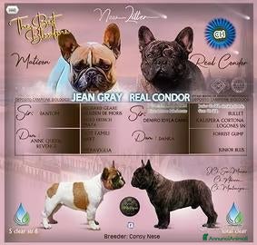 Bulldog Francese cani Cucciolo bulldog francese maschio - Annuncio 7