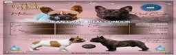 Bulldog Francese cani in vendita: Cucciolo bulldog francese maschio - Annuncio 1