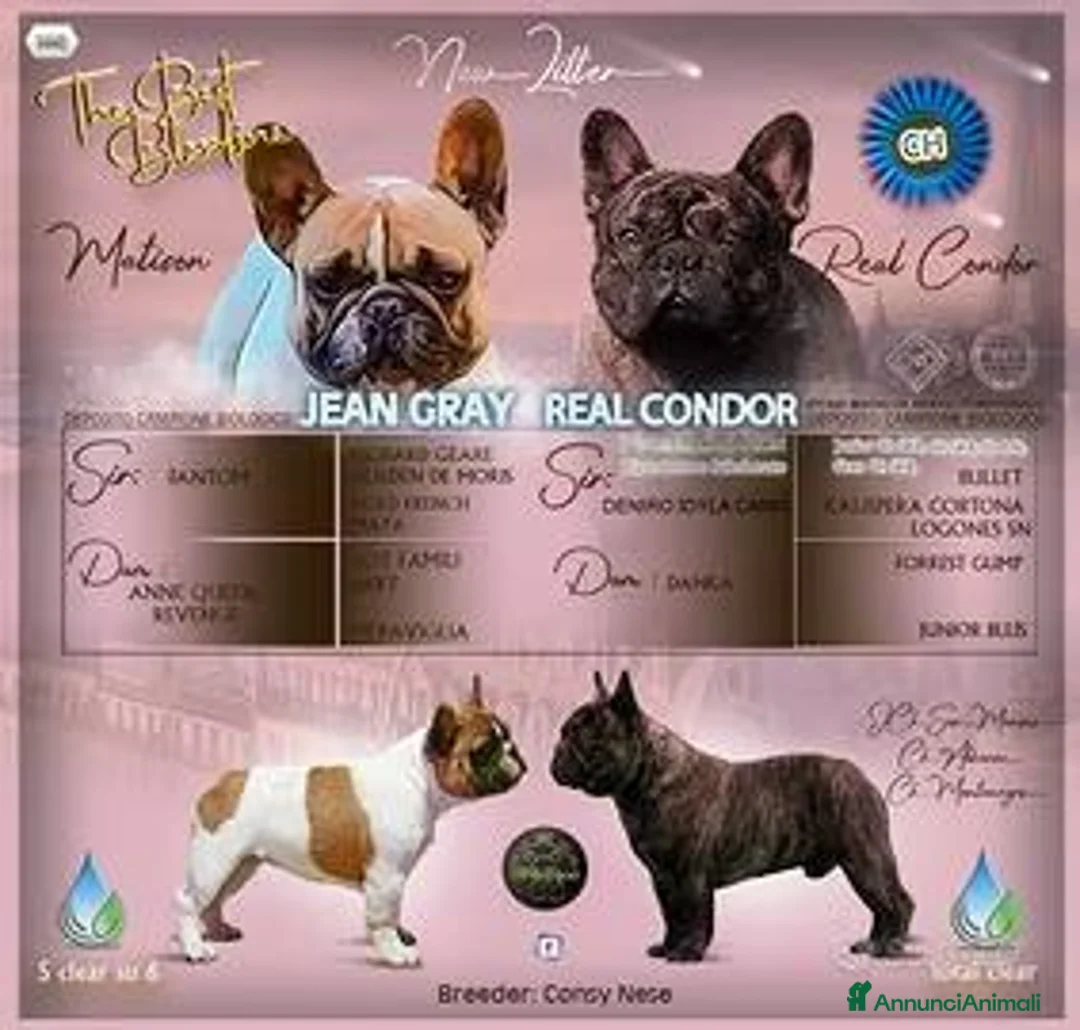 Bulldog Francese cani in vendita: Cucciolo bulldog francese maschio - Annuncio 1