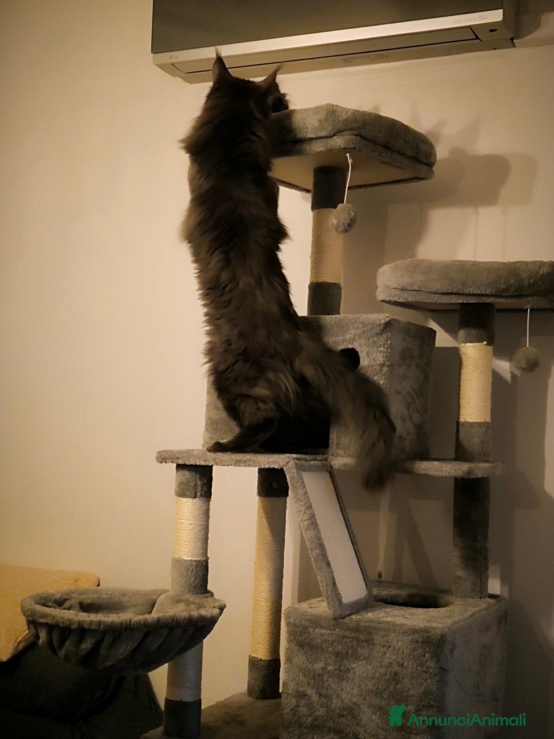 Maine Coon gatti in vendita: Cuccioli Maine Coon Blue - Annuncio 9