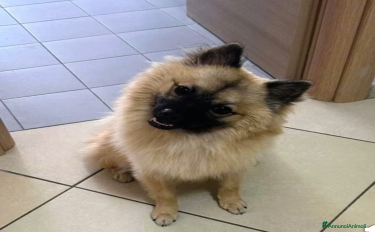 Spitz cani - Annuncio 1