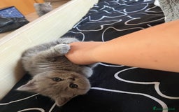 British gatti in vendita: British Short Hair and Scottish fold  a Provincia di Verona - Immagine 4