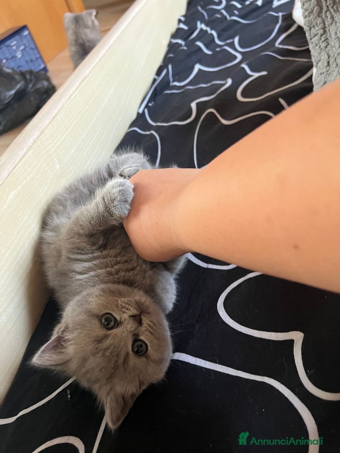 British gatti in vendita: British Short Hair and Scottish fold  a Provincia di Verona - Immagine 4