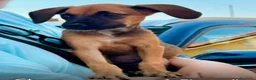 Segugio cani in regalo: Titti dolcissima simil segugina  - Annuncio 3