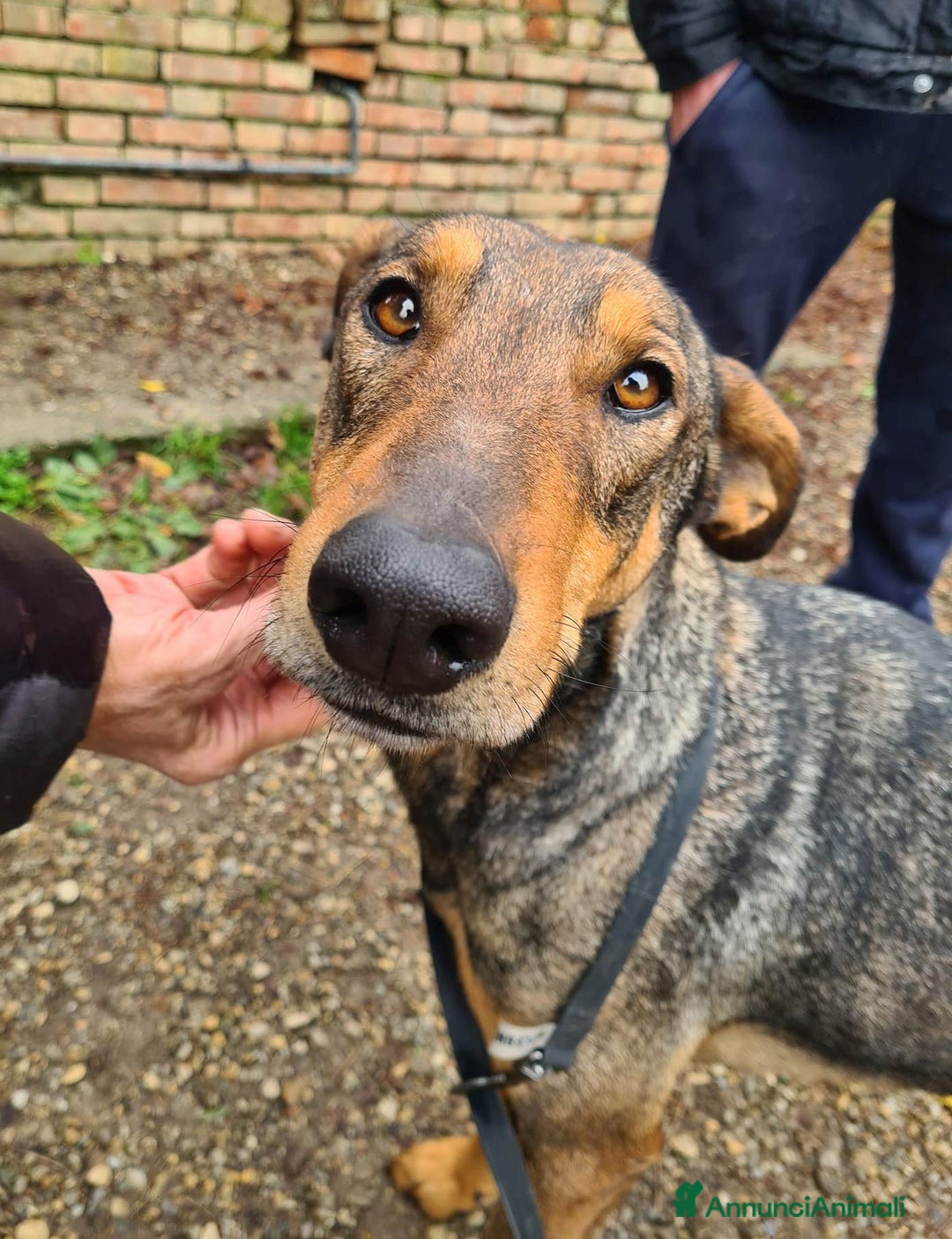 Dobermann cani in regalo: ARTU', magnifico mix DOBERMANN - Annuncio 12