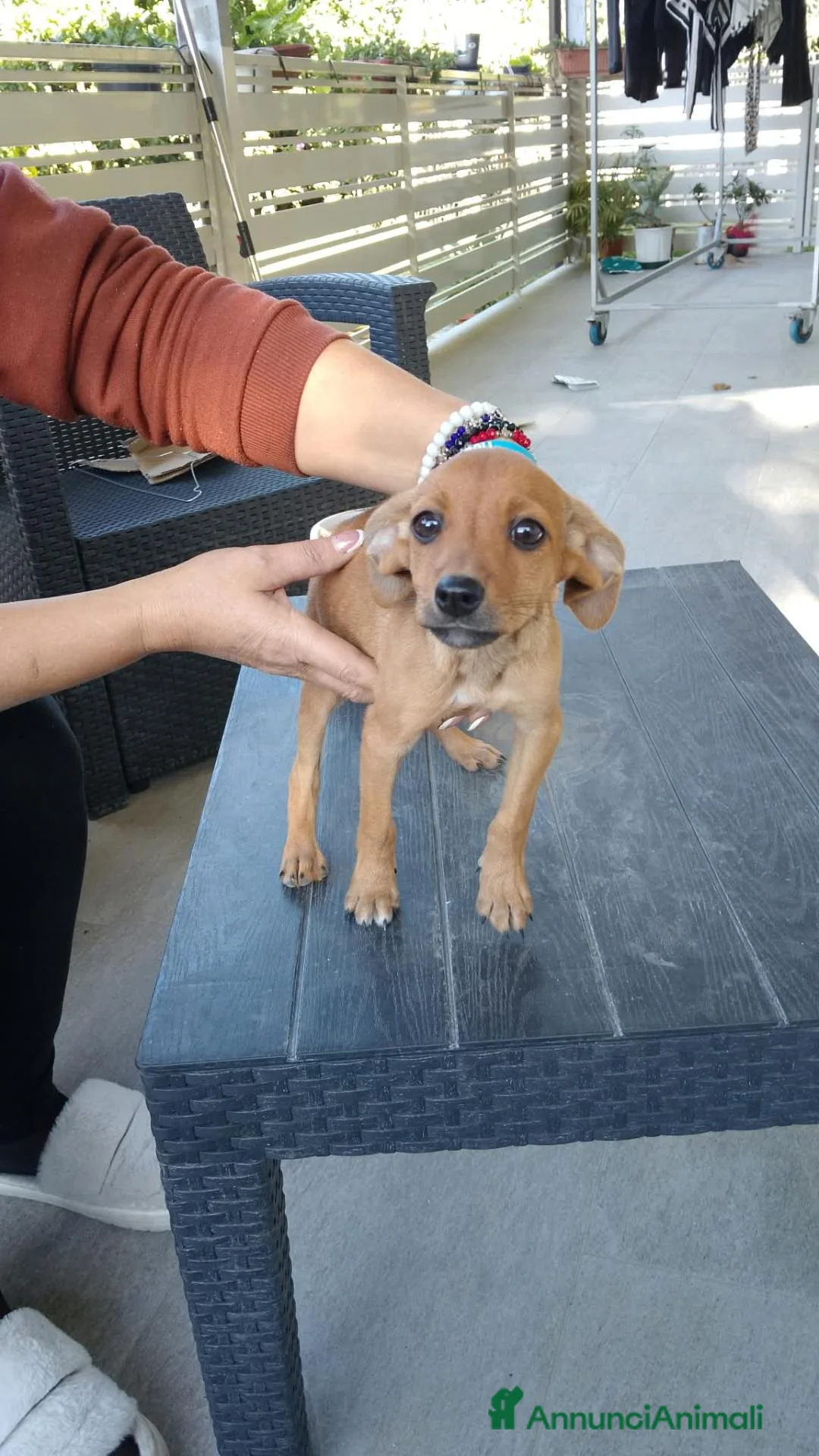 Meticcio cani in regalo: Cuccioli orfani in regalo  - Annuncio 2