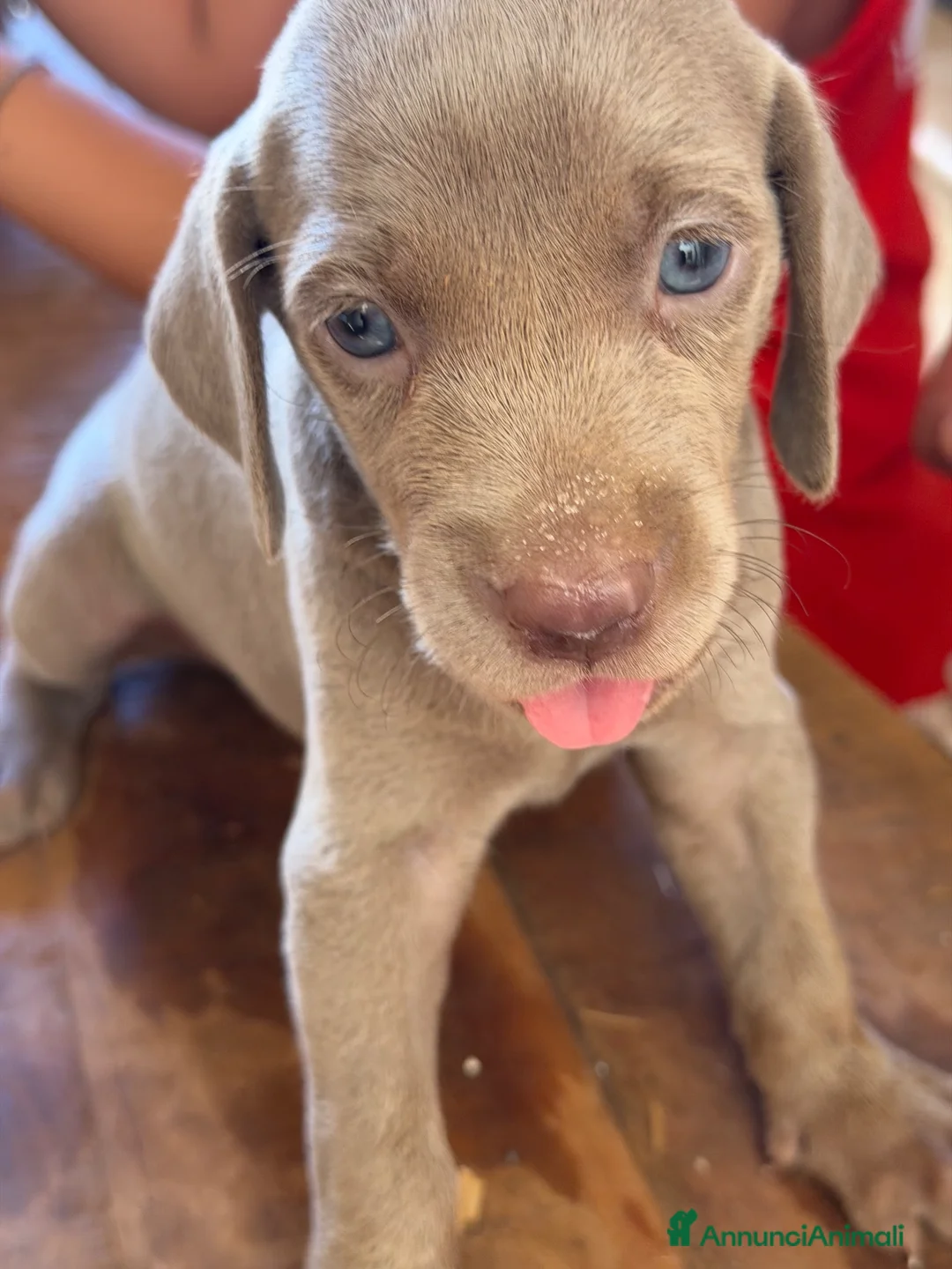 Weimaraner cani in vendita: Cuccioli di Weimaraner per ENCI – Disponibili a Libero consorzio comunale di Trapani - Annuncio 6
