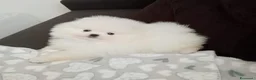 Spitz cani in vendita: Spitz di Pomerania  - Annuncio 6