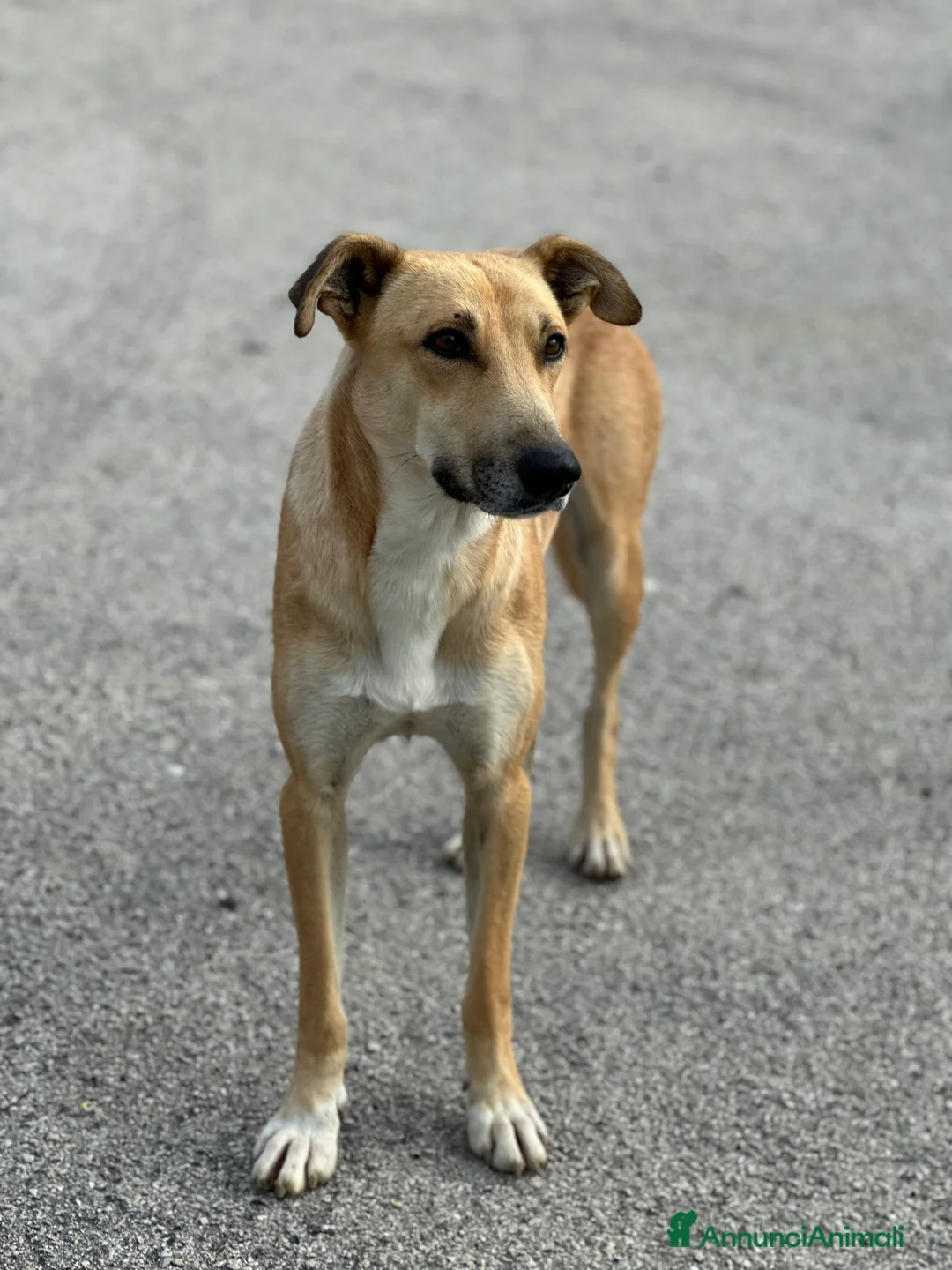 Meticcio cani in regalo: SPILLO IN CERCA DI ADOZIONE - Annuncio 2