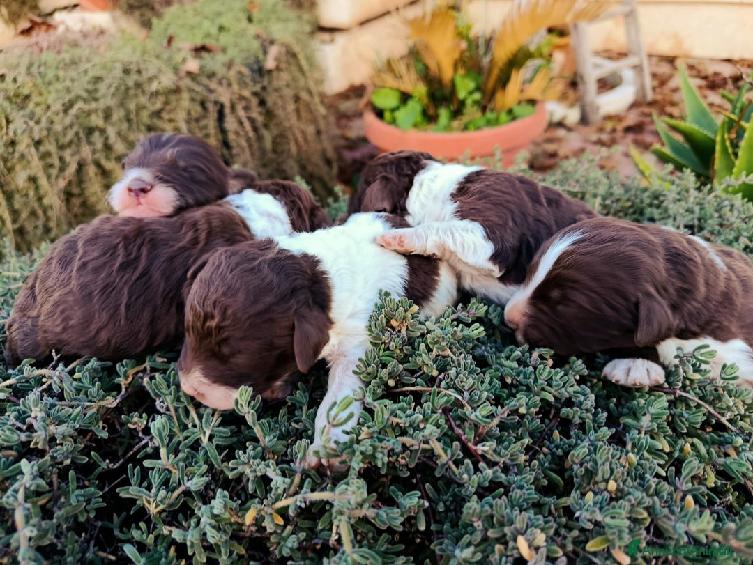 Lagotto cani in vendita: Cuccioli Lagotto Romagnolo  - Annuncio 5