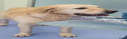 Golden Retriever cani in regalo: Splendido Golden Retreiver - CASPER - Annuncio 10