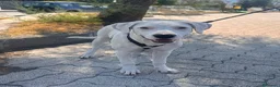 Meticcio cani in regalo: Alysa - Annuncio 1