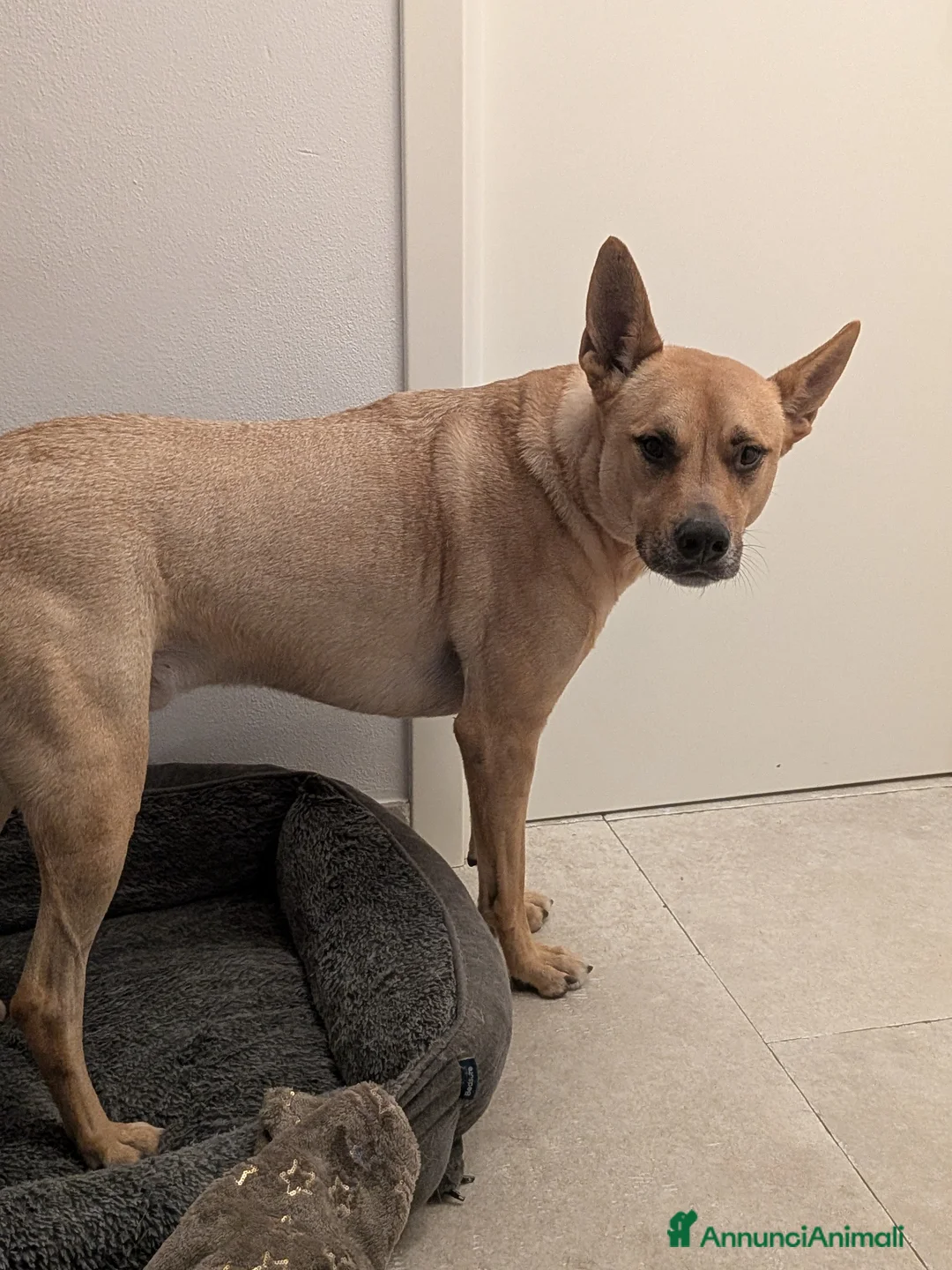 Meticcio cani in regalo: 💔 CERCHIAMO UNA NUOVA CASA PER TYSON 💔 a Provincia di Imperia - Annuncio 1