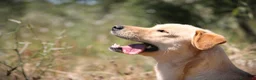 Meticcio cani in regalo: ✨ Venerdì ✨ - Annuncio 2
