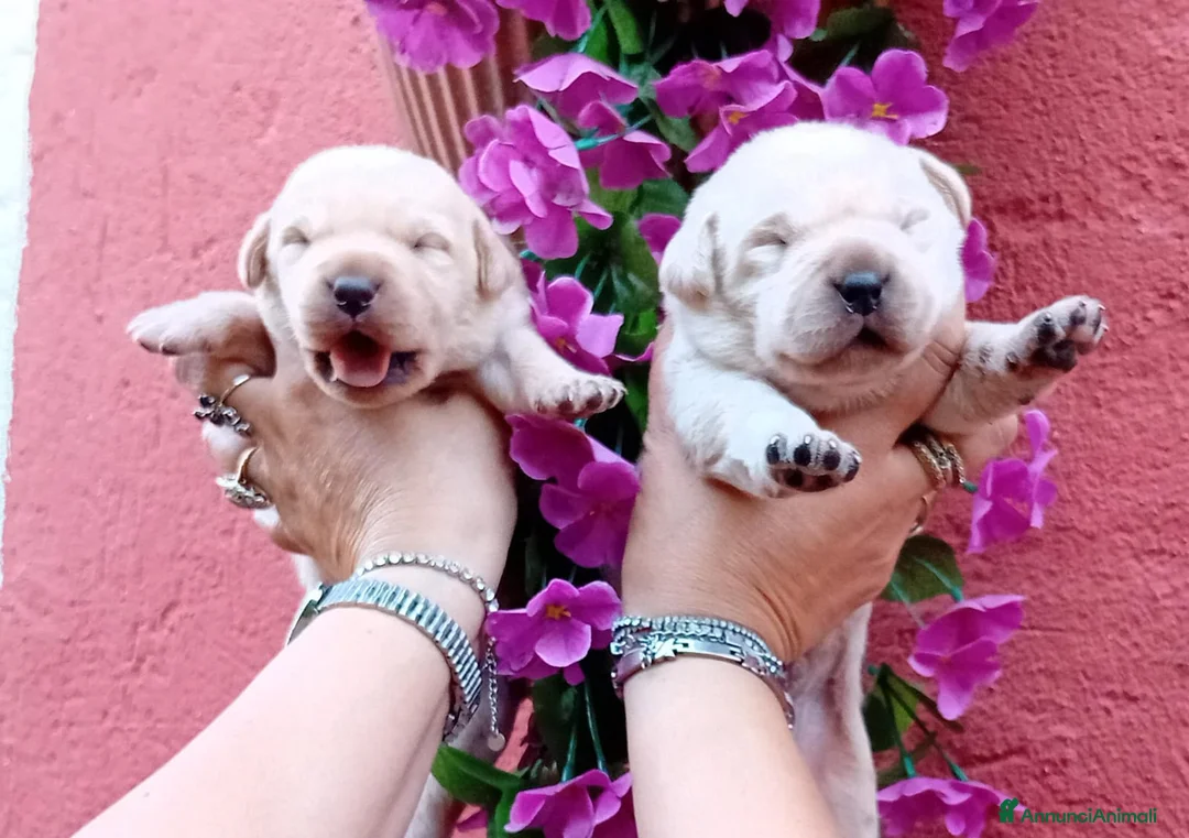 Labrador cani in vendita: Cuccioli di labrador  - Annuncio 2