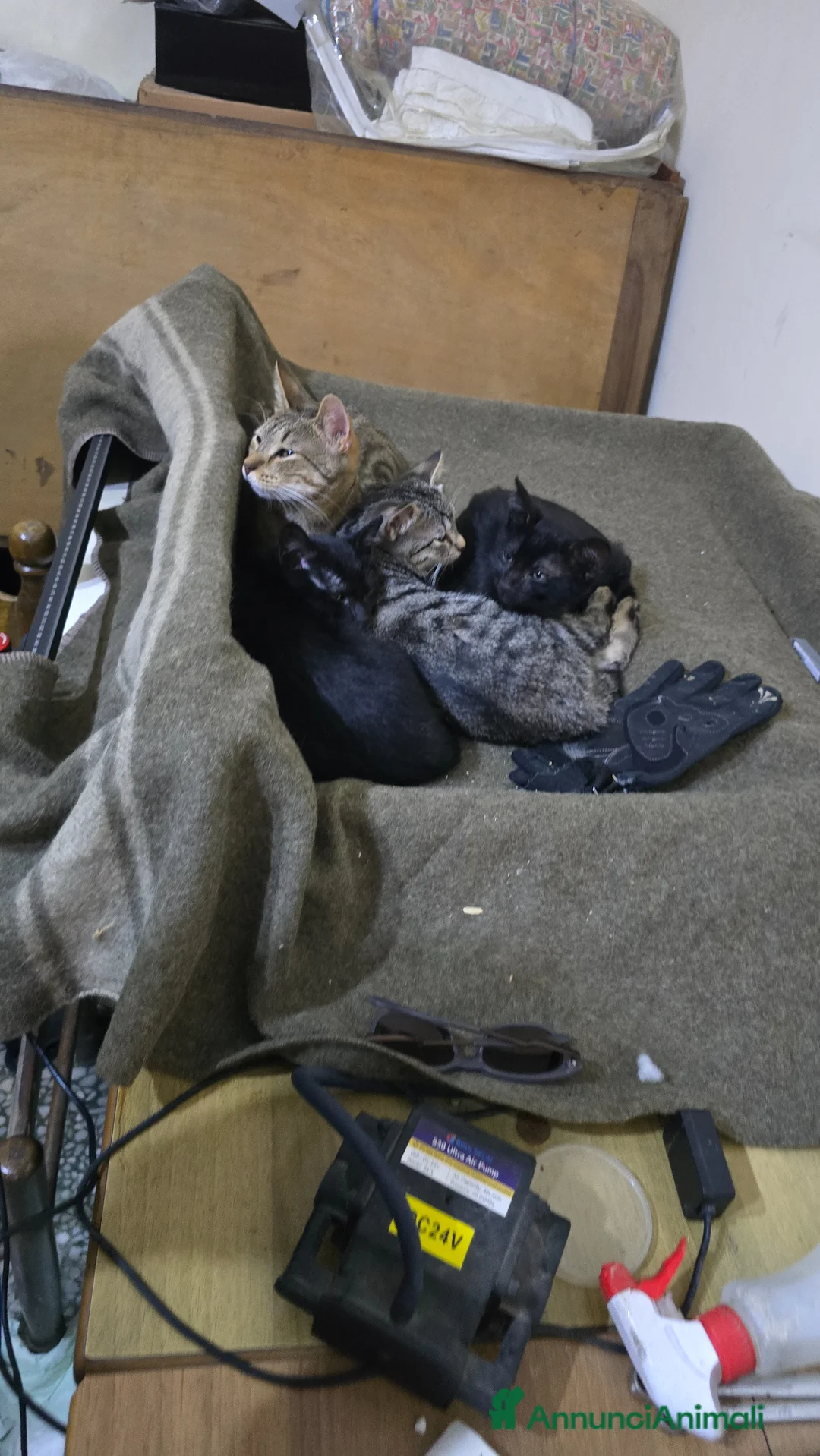 Meticcio gatti in regalo: 3 maschietti piu la mamma cercano casa - Annuncio 1
