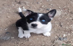 Border Collie cani in vendita: Cuccioli Border collie linea da lavoro  a Provincia di Modena - Immagine 18