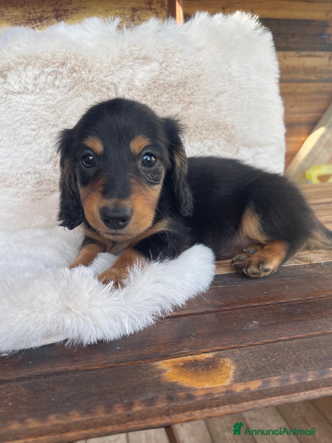 Bassotto cani in vendita: Mashietto bassotto a pelo lungho pedigree Enci - Annuncio 7