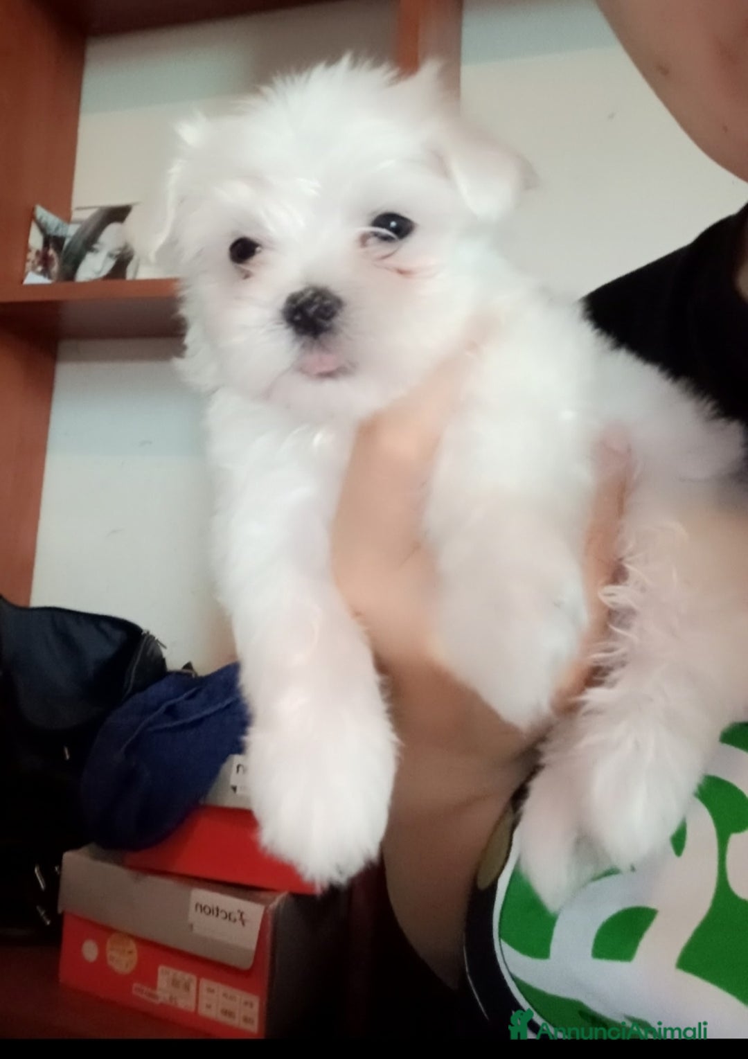 Maltese cani in vendita: Maltese - Annuncio 2