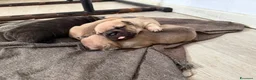 Bulldog Francese cani in vendita: Cuccioli di Bulldog Francese disponibili a Città metropolitana di Catania - Annuncio 5